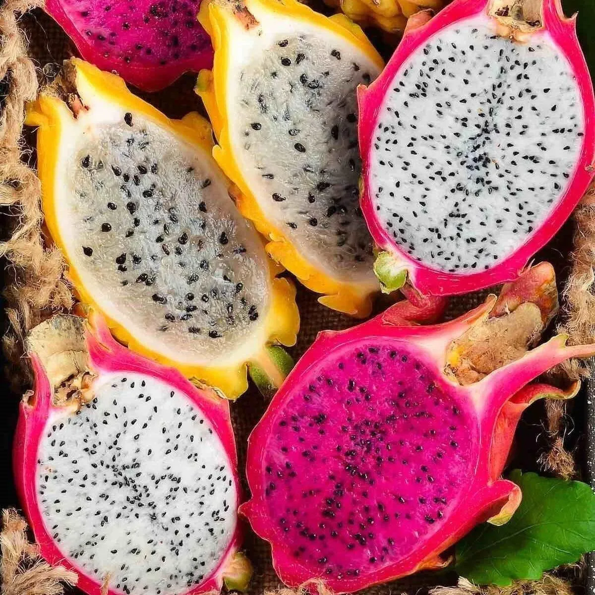 Ejder Meyvesi (Pitaya) | Zeybek Tarım