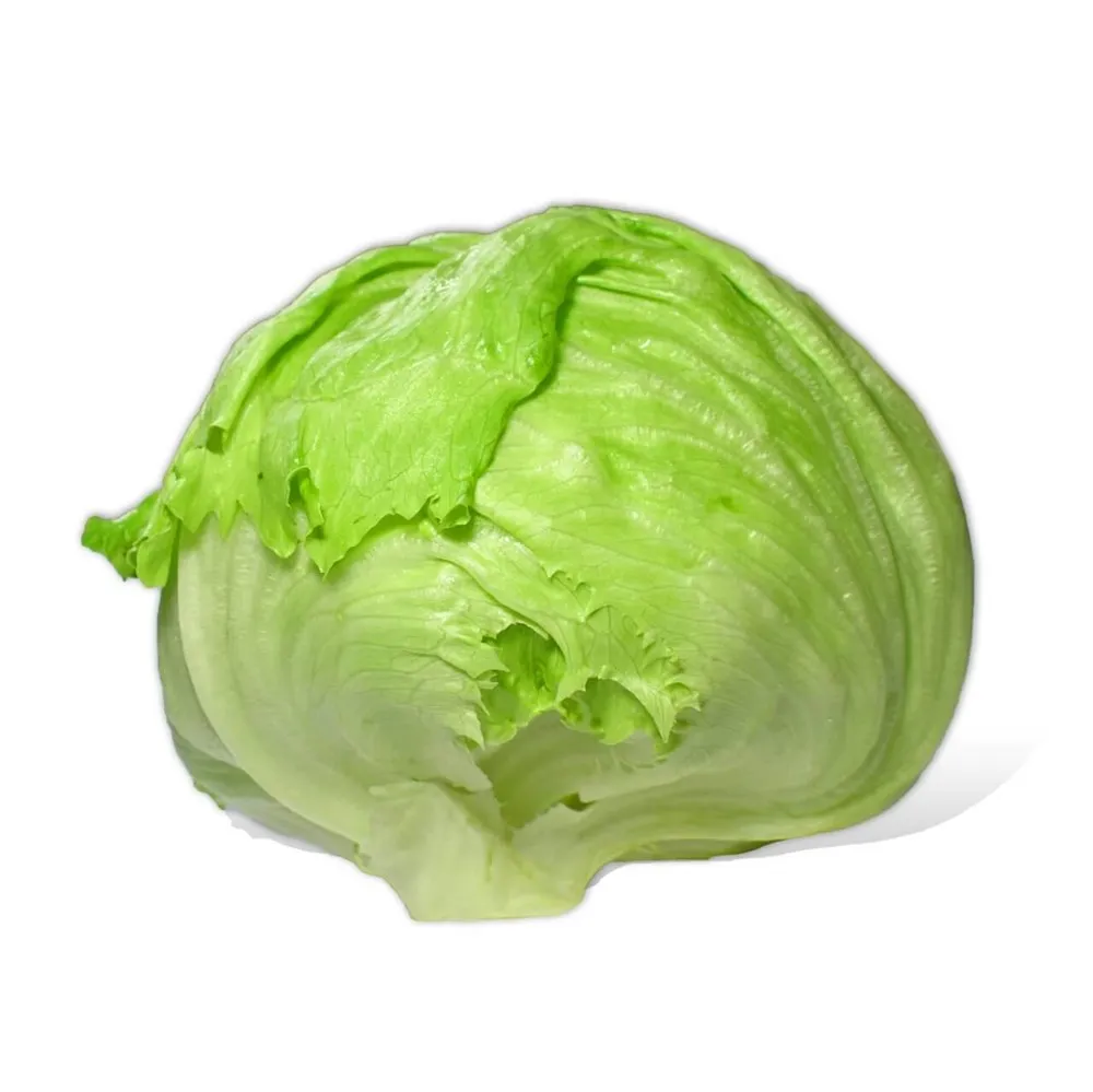 Iceberg Marul | Zeybek Tarım
